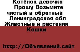 Котёнок девочка!!Прошу.Возьмите,чистый и обратный.  - Ленинградская обл. Животные и растения » Кошки   